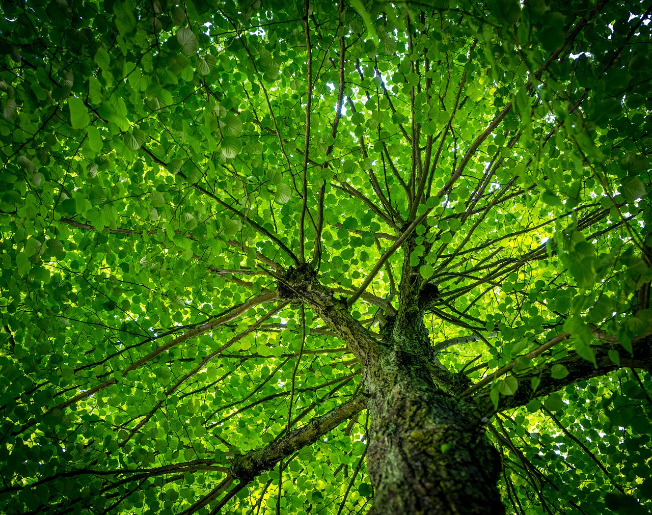 Community adaptation to climate change through diverse and sustainable livelihood portfolios of nature-based enterprises (NBEs)